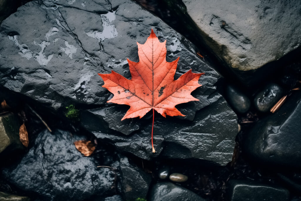 Elegant Red Maple Leaf on Wet Stones - Autumn Wallpaper Background