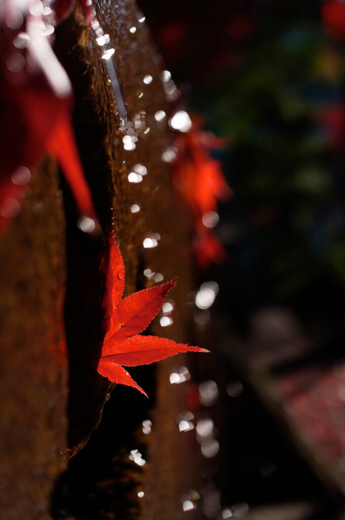 Vibrant red maple leaf with droplets glowing in autumn light against dark blurred background Wallpaper