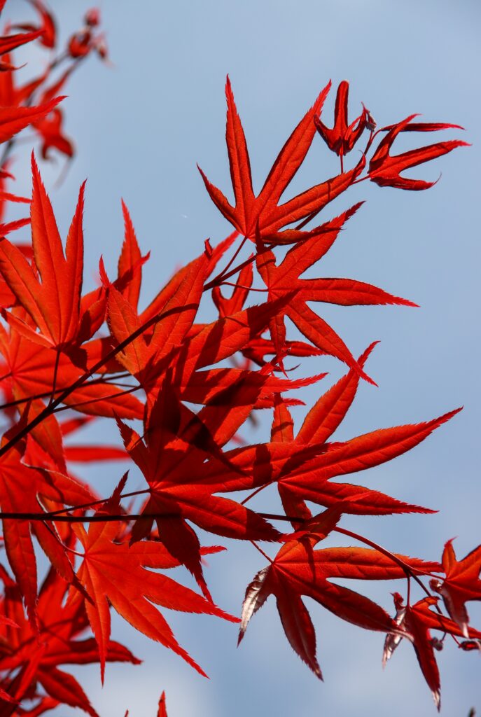 Vibrant red maple leaves on thin branches against clear blue sky autumn wallpaper background
