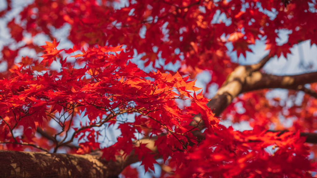 Vibrant red maple leaves on branches with warm autumn tones and soft blurred background wallpaper