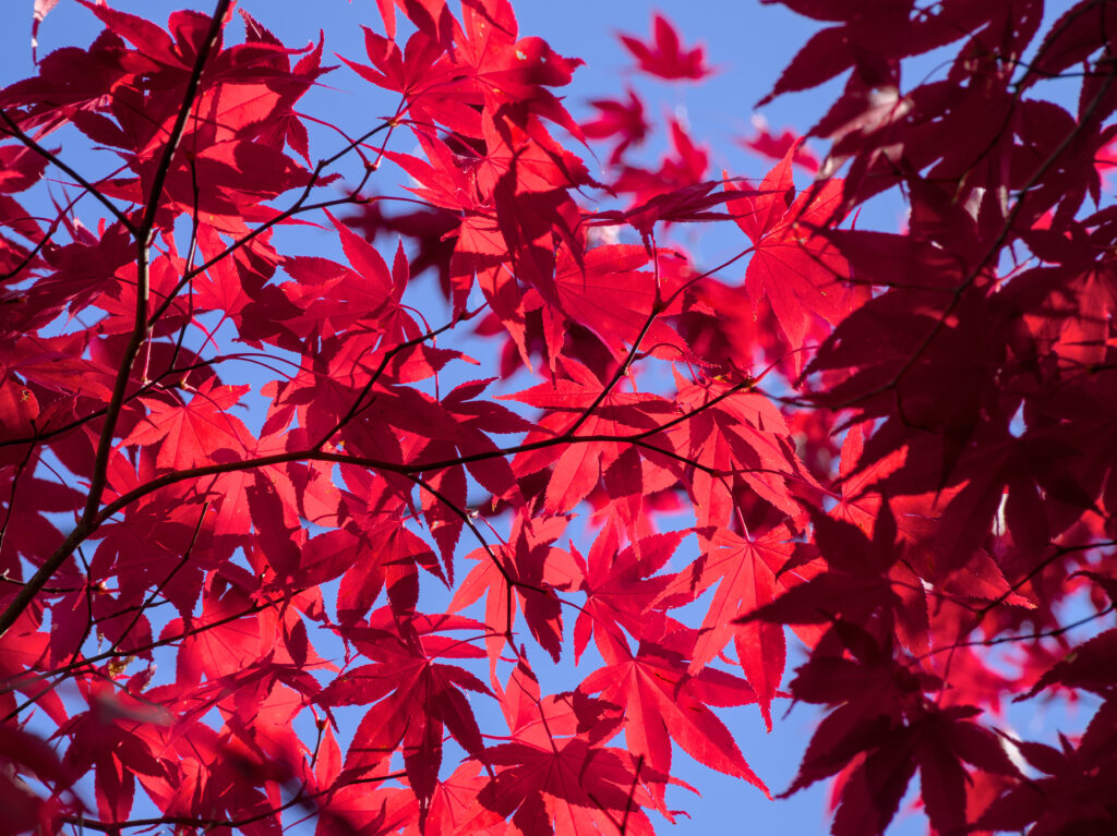 Vibrant red maple leaves in autumn sunlight against clear blue sky seasonal nature background Wallpaper