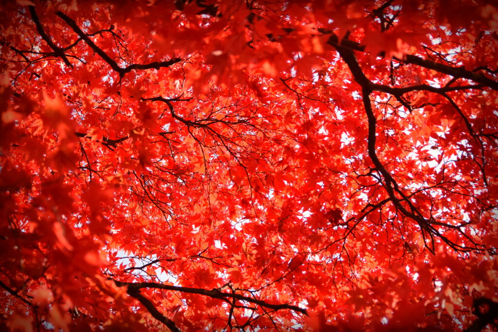 Vibrant red maple leaves and intricate branches create a serene autumn nature wallpaper background