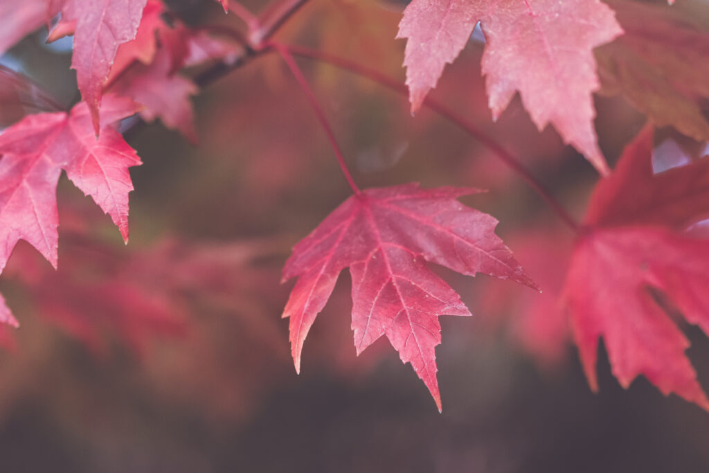 Close-Up of Vibrant Red Maple Leaves: Autumn Wallpaper Background
