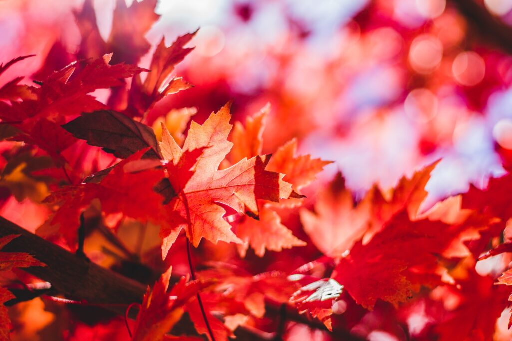 Vibrant red maple leaves in sharp focus with soft reflections and autumn bokeh background wallpaper
