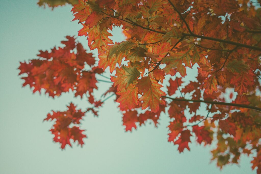 Vibrant red maple leaves against pale sky autumn wallpaper with natural light and soft focus