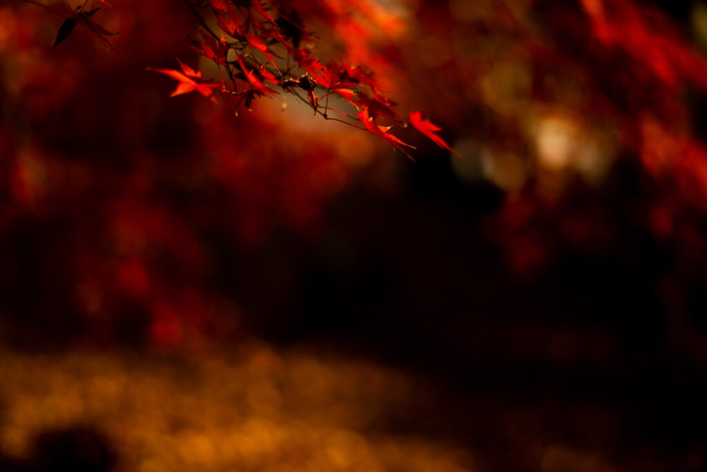 Vibrant red maple leaves on branch with warm blurred autumn background wallpaper design