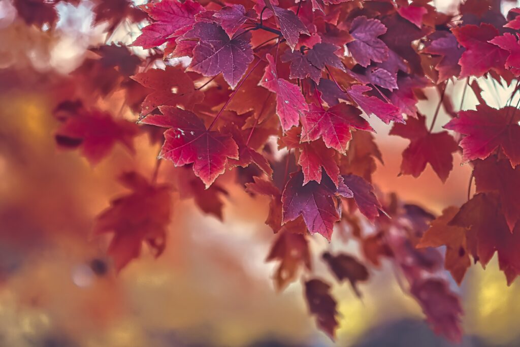 Vibrant red maple leaves in sharp focus with blurred golden autumn background wallpaper