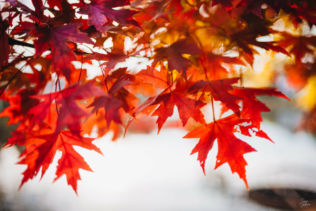 Vibrant Red Maple Leaves: Autumn Wallpaper Background Close-Up