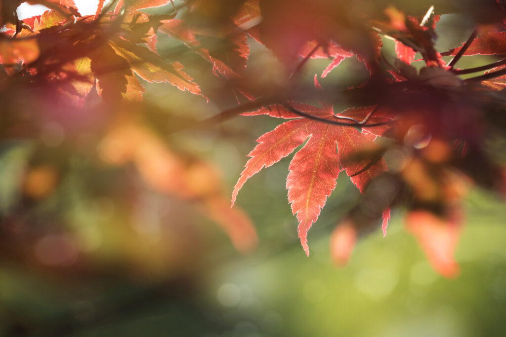 Close-up of vibrant red maple leaves with sunlight and soft blurred green background wallpaper