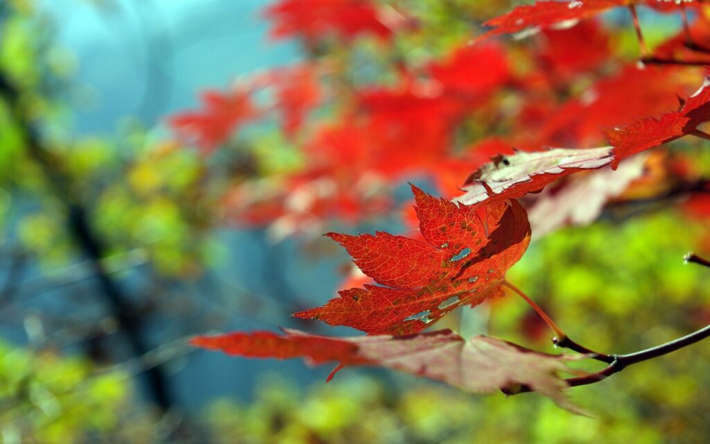 Vibrant Red Maple Leaves Wallpaper - Autumn Textures & Colors
