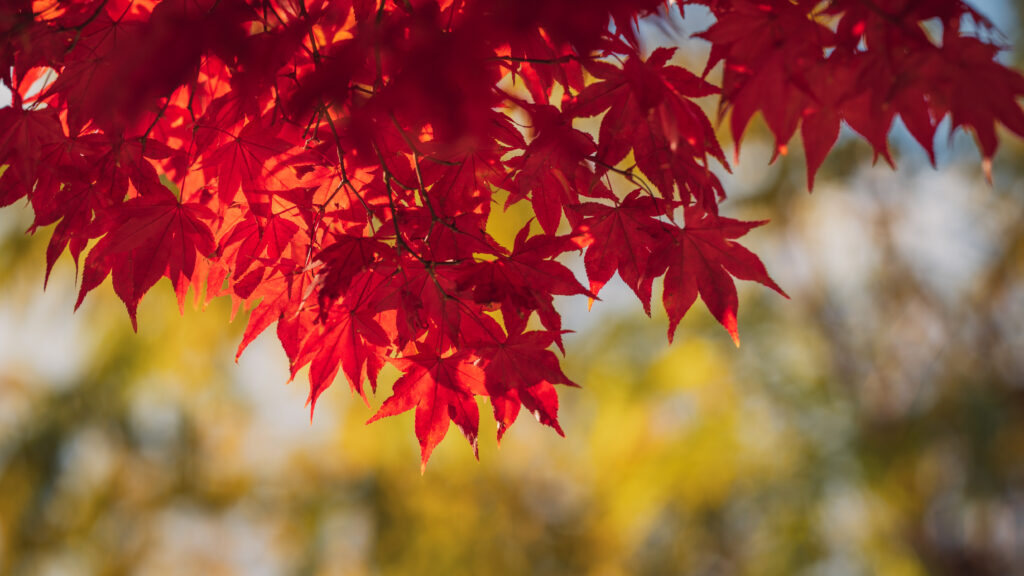 Vibrant Red Maple Leaves Wallpaper: Autumn Nature in Macro Detail
