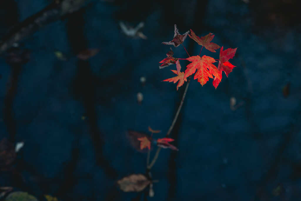 Vibrant red maple leaves on slender branch with dark blurred autumn background wallpaper