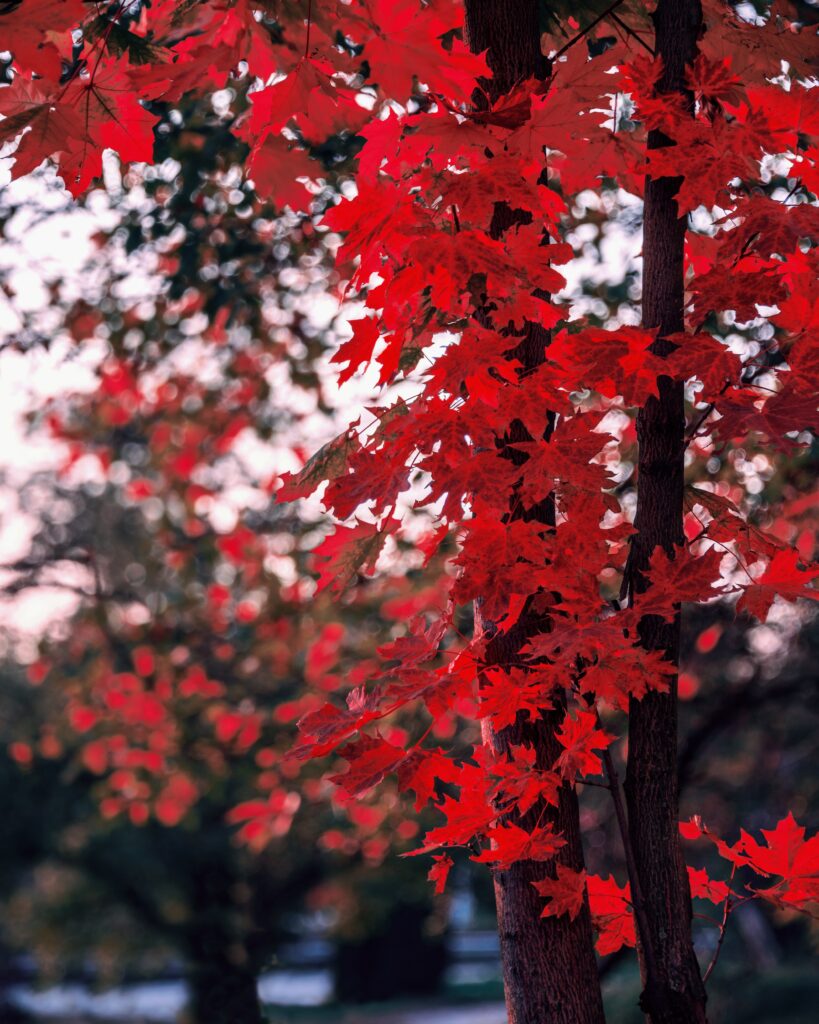 Vibrant red maple leaves on slender branches with soft blurred autumn background wallpaper