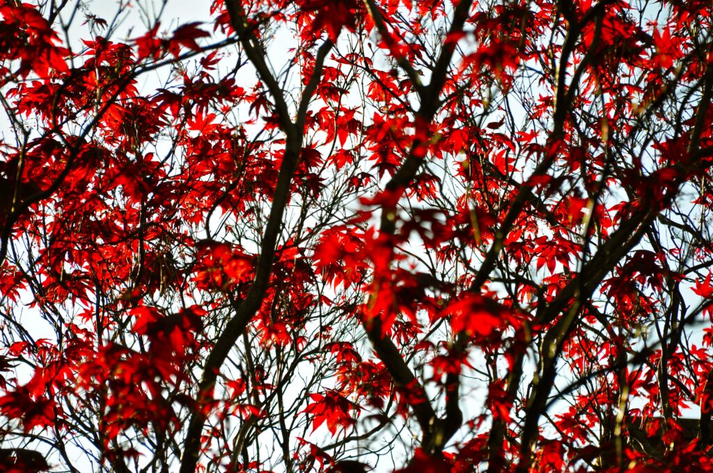 Vibrant red maple leaves on dark branches against a soft sky autumn wallpaper background
