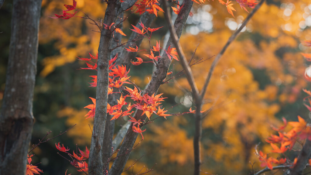 Vibrant red maple leaves on twisting branches with golden autumn foliage wallpaper background