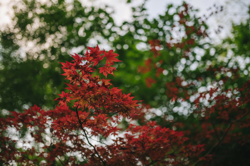 Vibrant red maple leaves on branches contrast with soft green background forest scene wallpaper
