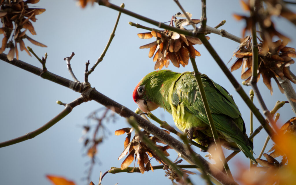 Red-Masked Parakeet on Branch: Vibrant Green Background Wallpaper