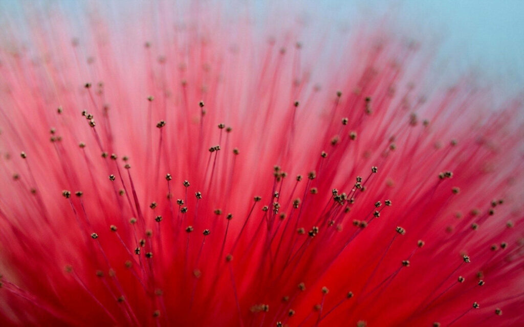 Vibrant Red Mimosa Flowers Wallpaper - Stunning Floral Background