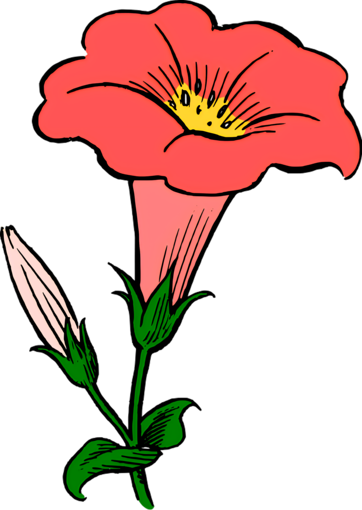 Vibrant Red Morning Glory Flower PNG Wallpaper with Green Leaves