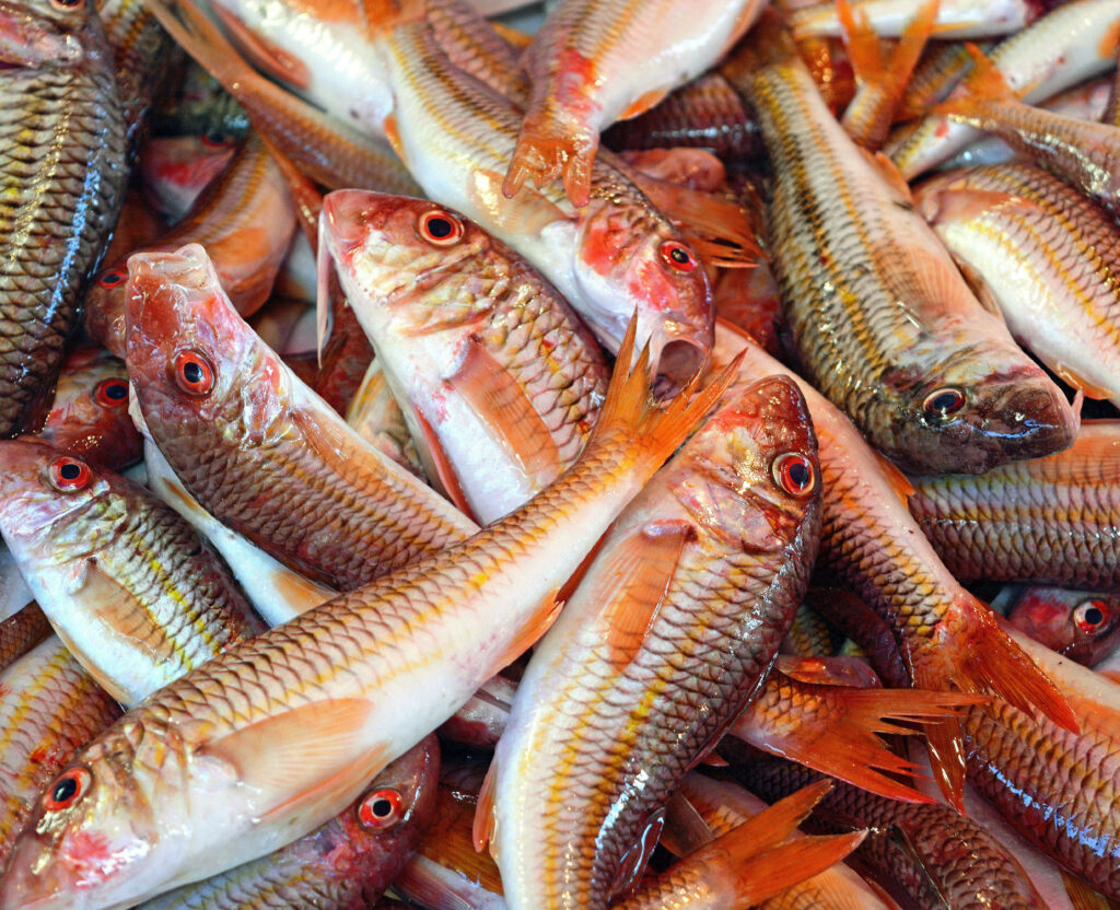 Vibrant Fresh Red Mullet Fishes Wallpaper for Stunning Backgrounds