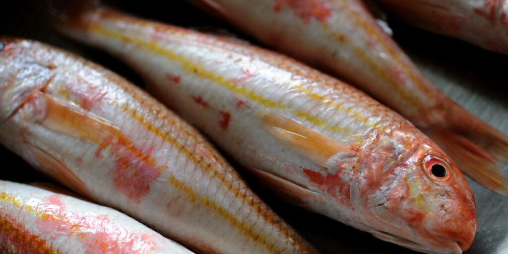 Vibrant Red Mullets Wallpaper – Close-Up of Colorful Textured Scales