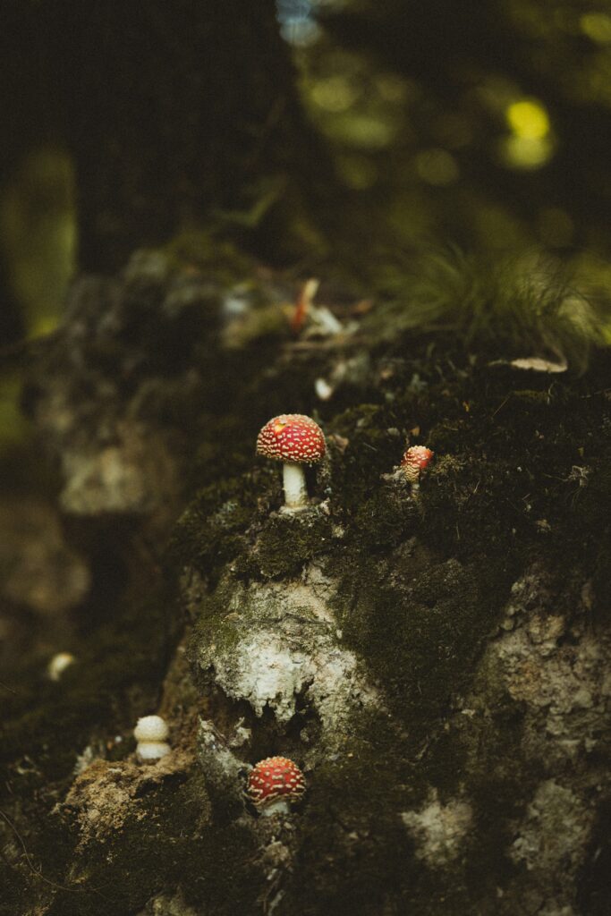 Macro detailed red mushrooms with white spots on mossy forest stump wallpaper background