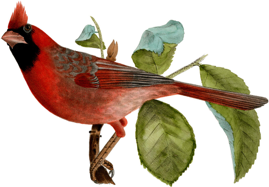 Vibrant red Northern Cardinal perched on leafy tree branch with detailed plumage on clean background Wallpaper