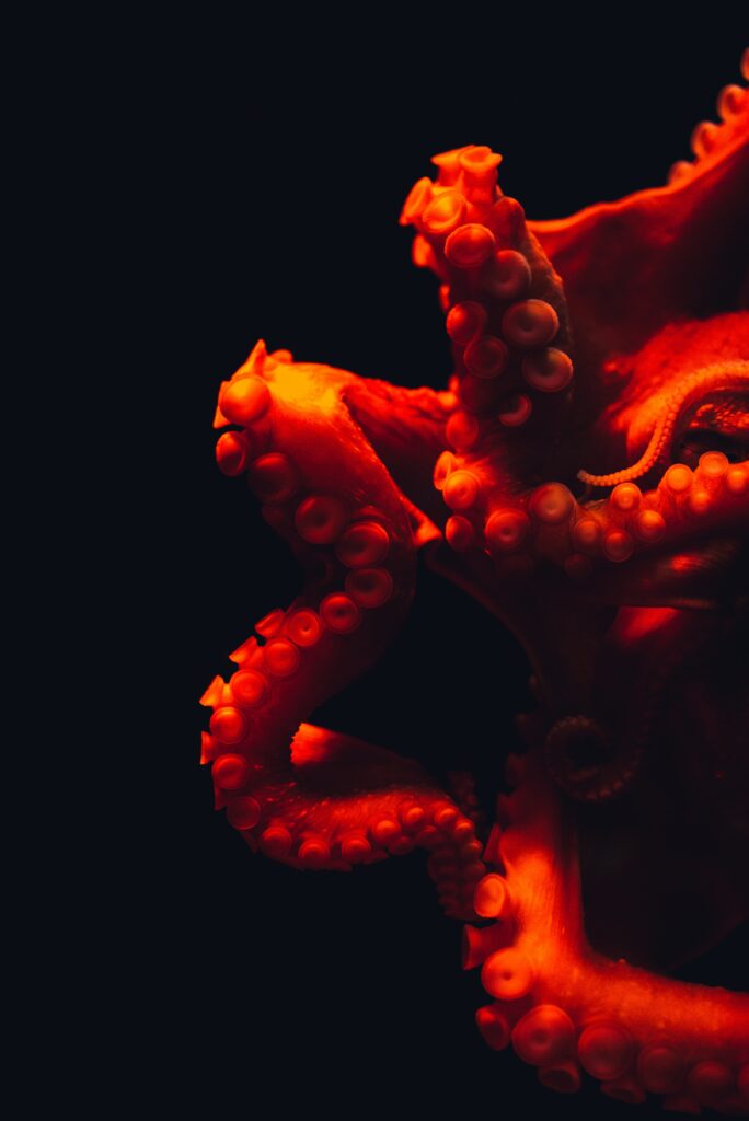 Vibrant Red Octopus Wallpaper: Dark Underwater Scene