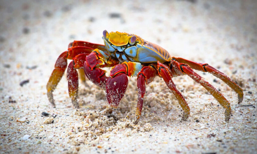 Vibrant red orange blue crab on sandy beach detailed textures high resolution nature photo wallpaper