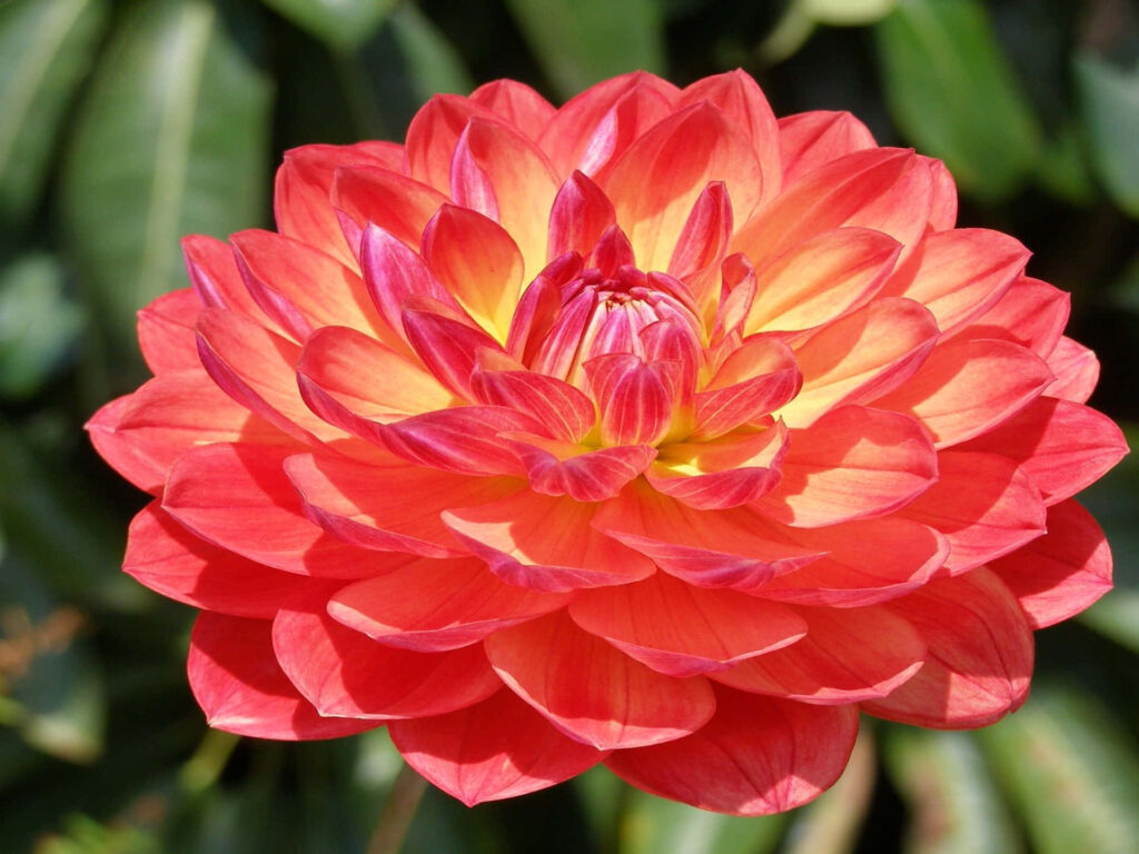 Close-up of vibrant red orange yellow dahlia bloom with layered petals on soft green background Wallpaper