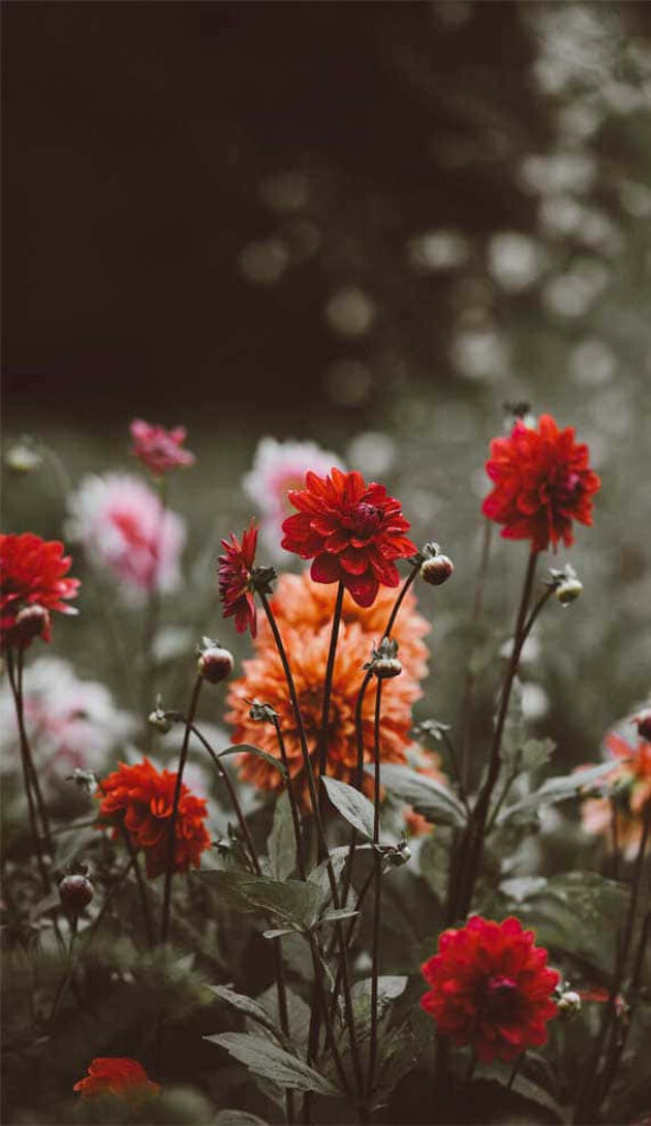 Vibrant Red & Orange Flower Wallpaper with Soft Blurred Background