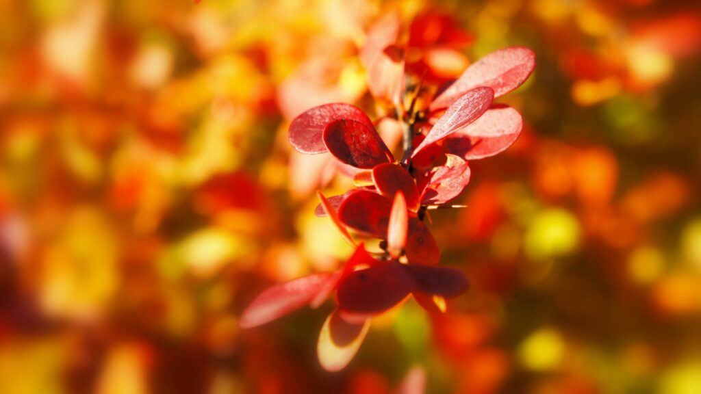 Vibrant Red and Orange Leaves Wallpaper in Warm Soft Light