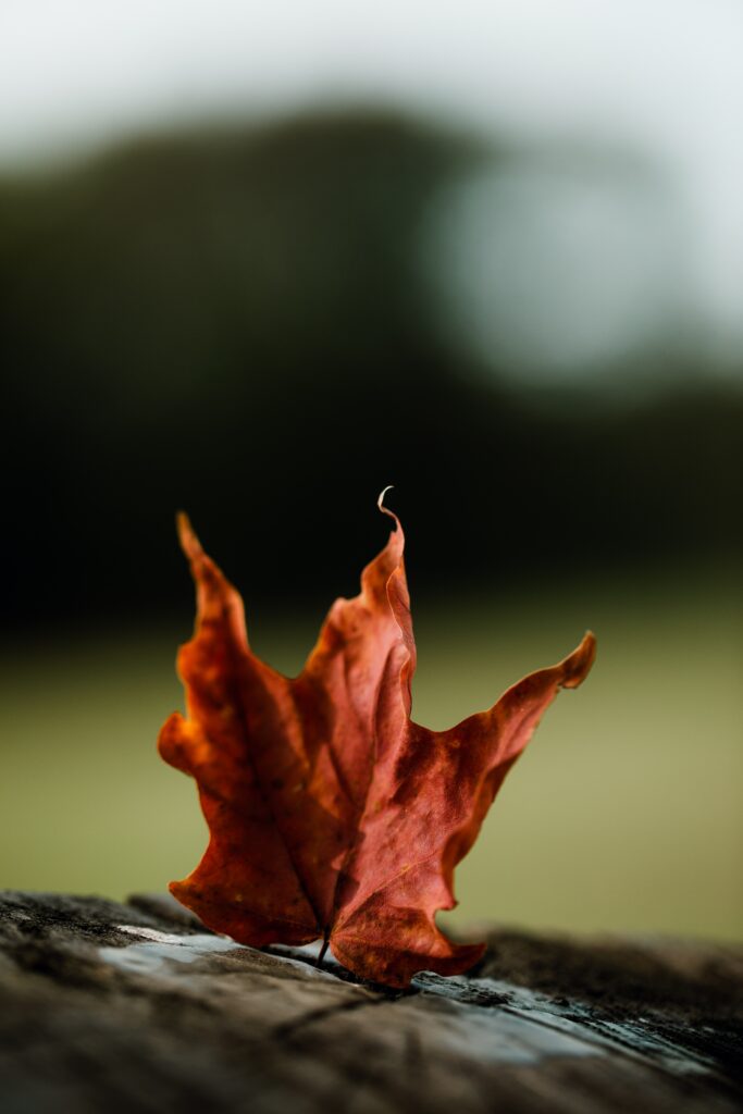 Vibrant Red-Orange Maple Leaf on Wood - Autumn Wallpaper Background