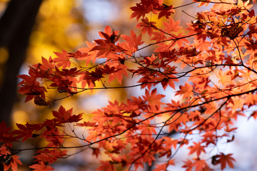 Vibrant Red-Orange Maple Leaves Wallpaper: Autumn Beauty
