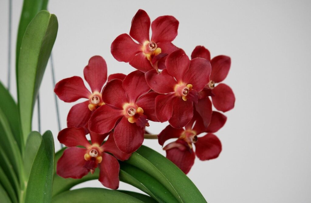 Vibrant Red Orchid Wallpaper - Lush Green Contrast Background 1800x1175