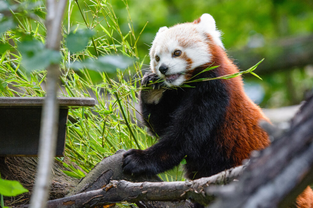 Playful Red Panda Enjoying Bamboo in Lush Green Background Wallpaper