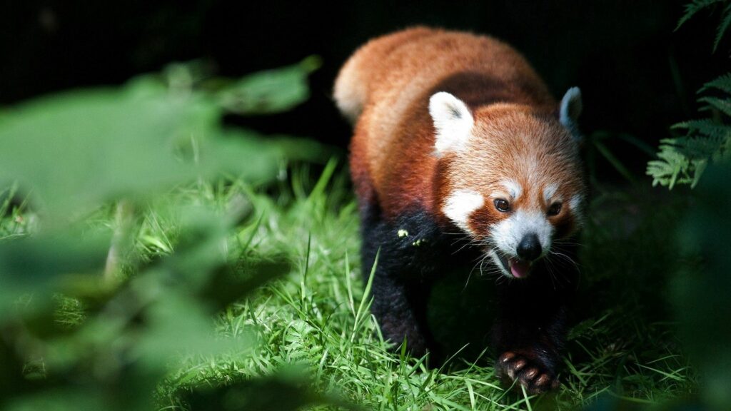 Vibrant Red Panda Exploring Grassy Habitat - 1920x1080 Wallpaper