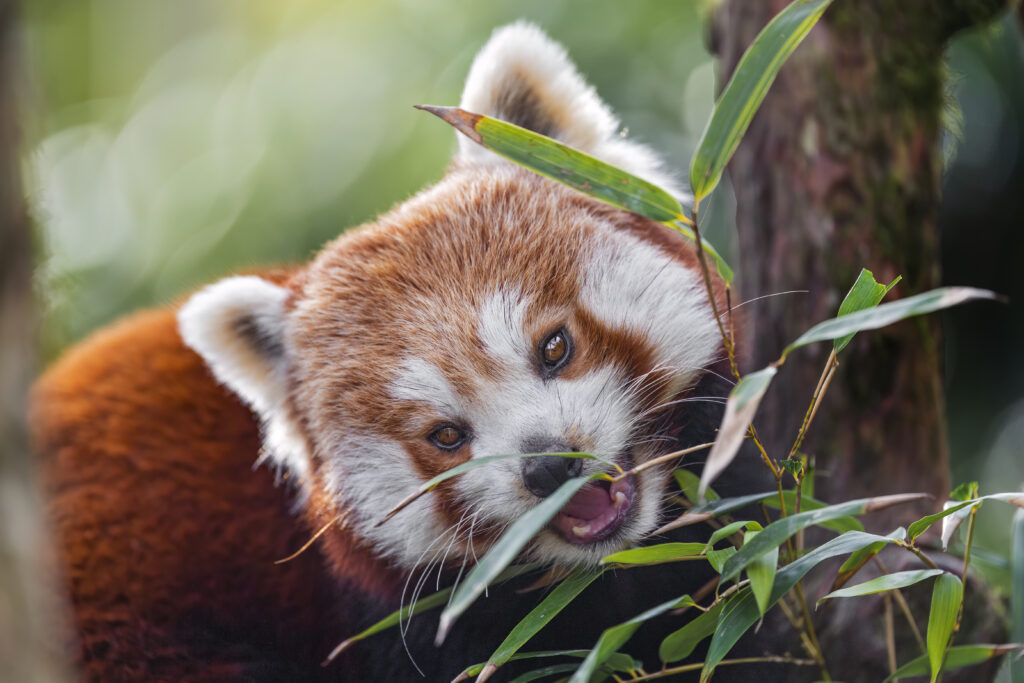 Red Panda in Nature: Lush Green Leaves & Playful Spirit Wallpaper