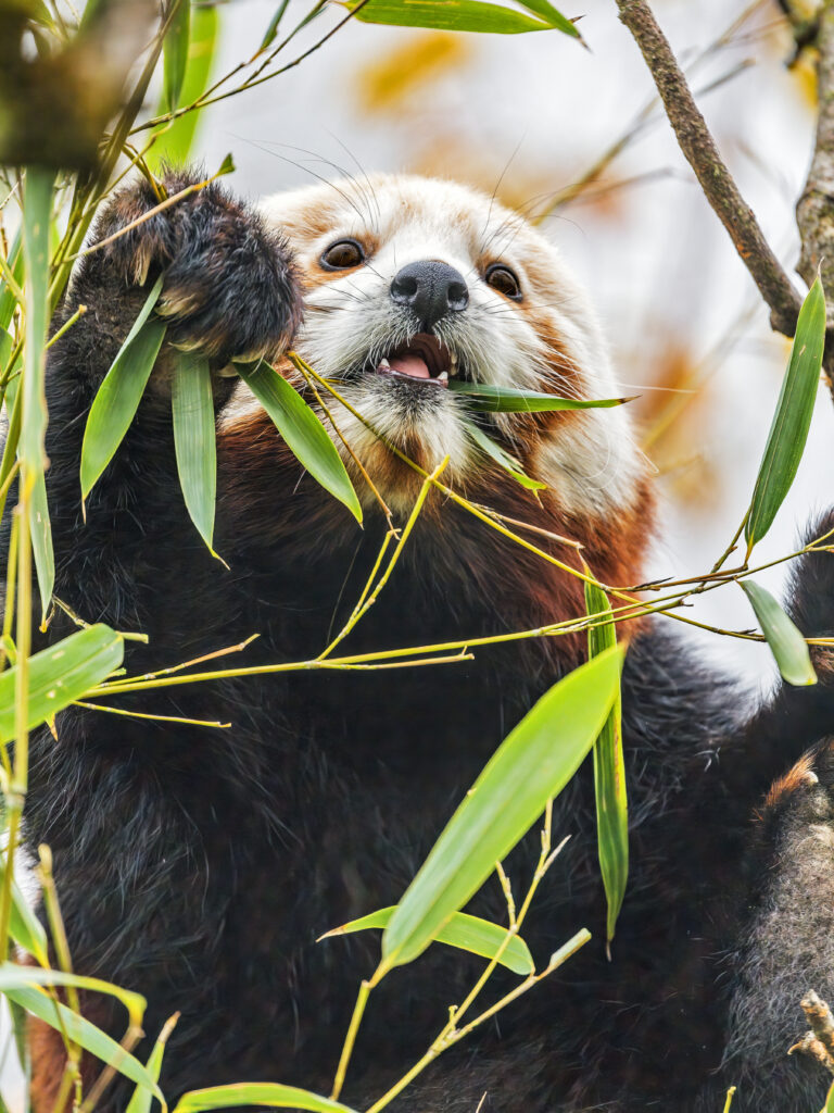 Vibrant Red Panda Wallpaper Amidst Lush Greenery & Bamboo