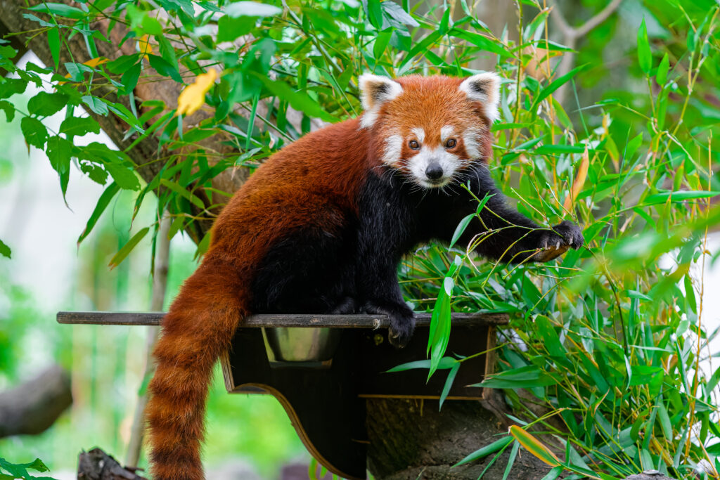 Vibrant Red Panda Wallpaper: Nature's Serenity in Lush Green