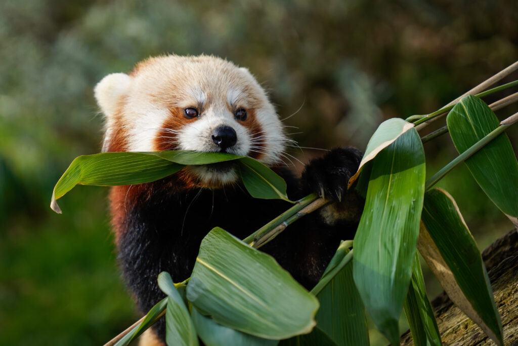 Charming Red Panda Enjoying Green Leaves - Nature Wallpaper