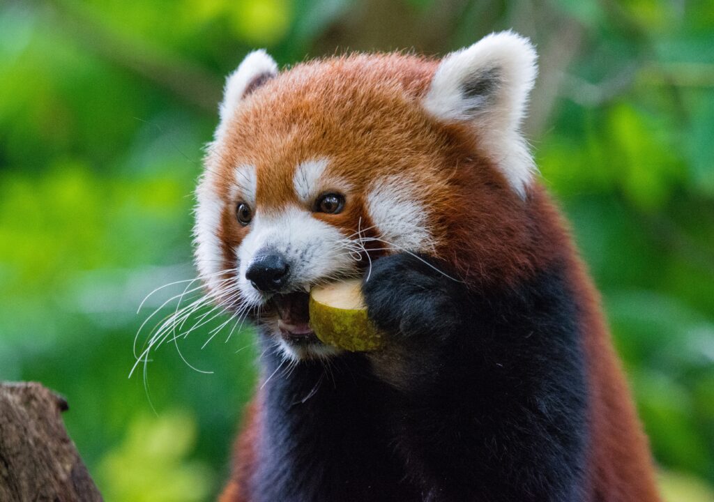 Vibrant Red Panda Enjoying Fruit in Lush Green Wallpaper