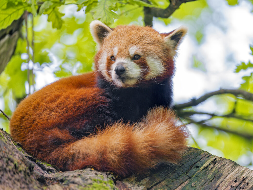 Vibrant Red Panda Wallpaper: A Serene Nature Scene with Green Backdrop