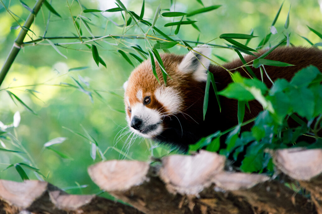 Red Panda Peeking Through Lush Green Leaves - Serene Wallpaper