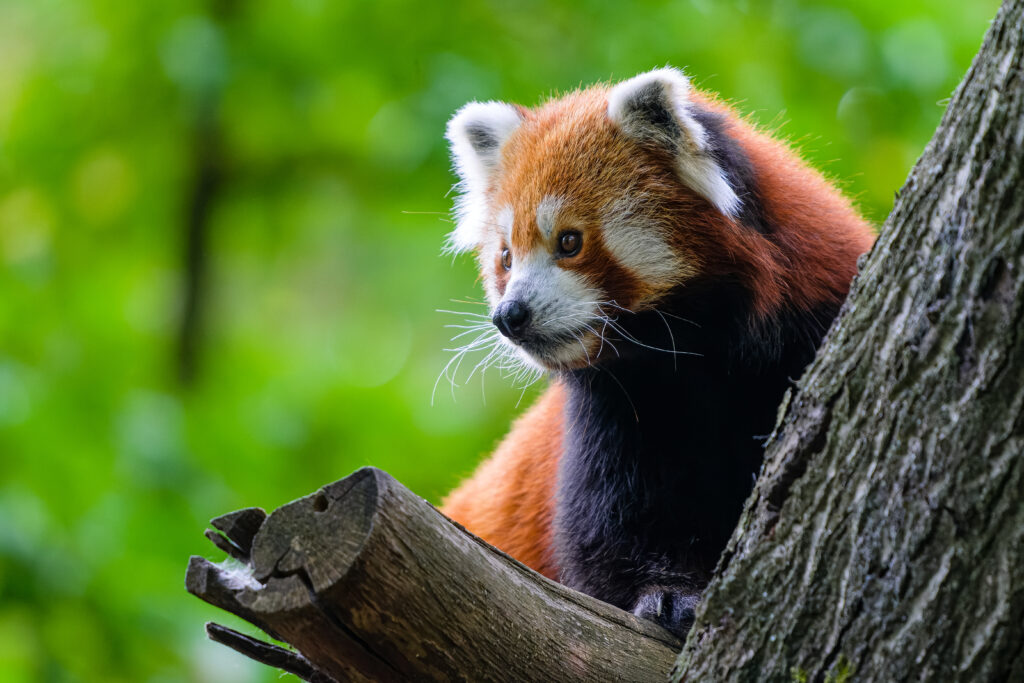 Red Panda Wallpaper: Vibrant Wildlife on a Green Background