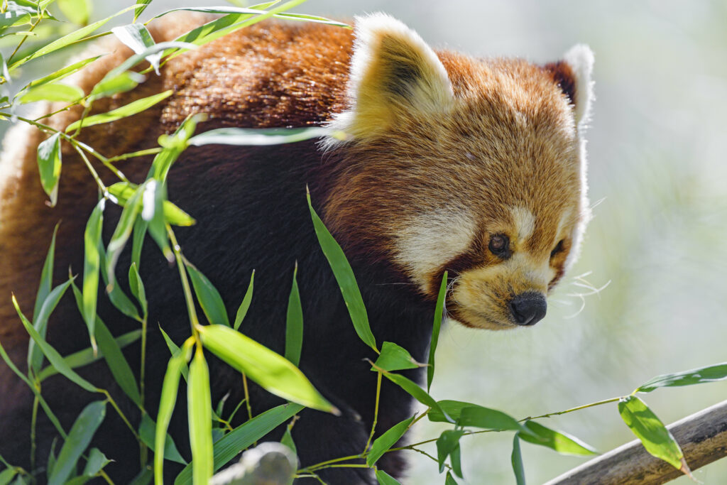 Vibrant Red Panda Wallpaper Amid Lush Green Leaves - High Res