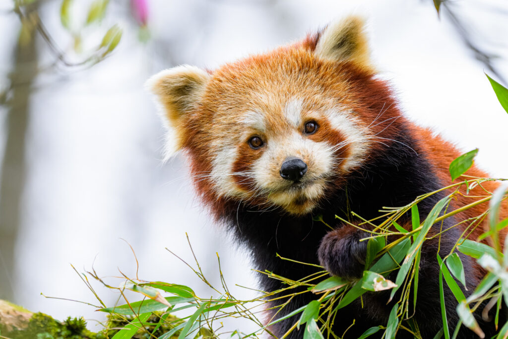 Captivating Red Panda Wallpaper Amidst Lush Green Leaves