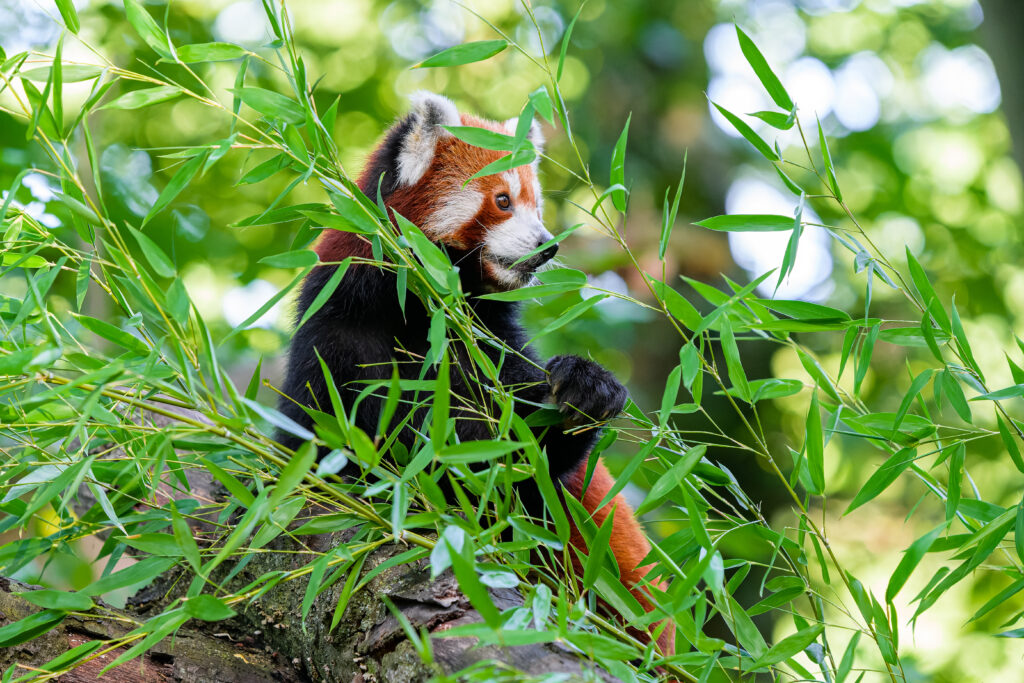 Vibrant Red Panda Wallpaper: Playful Wildlife in Lush Greenery