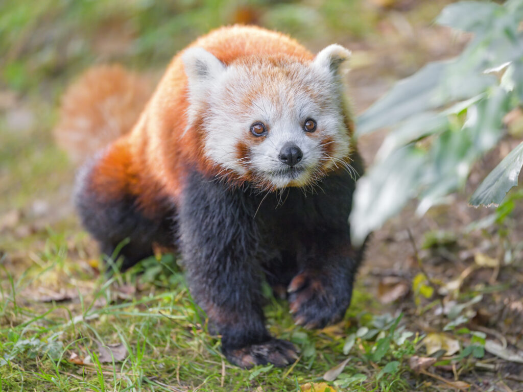 Red Panda Wallpaper: Charming Wildlife in Lush Green Background