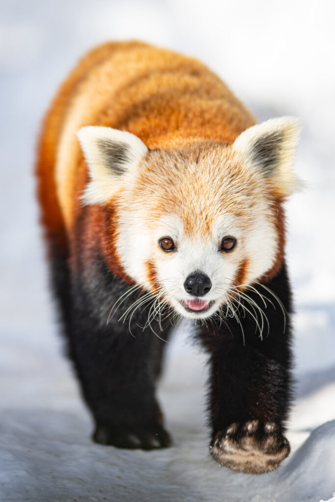Red Panda Walking Gracefully on Snowy Landscape Wallpaper